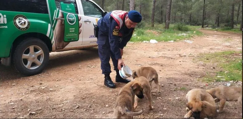 YÜREK ISITAN GÖRÜNTÜ.. JANDARMADAN SOKAK HAYVANLARINA DESTEK