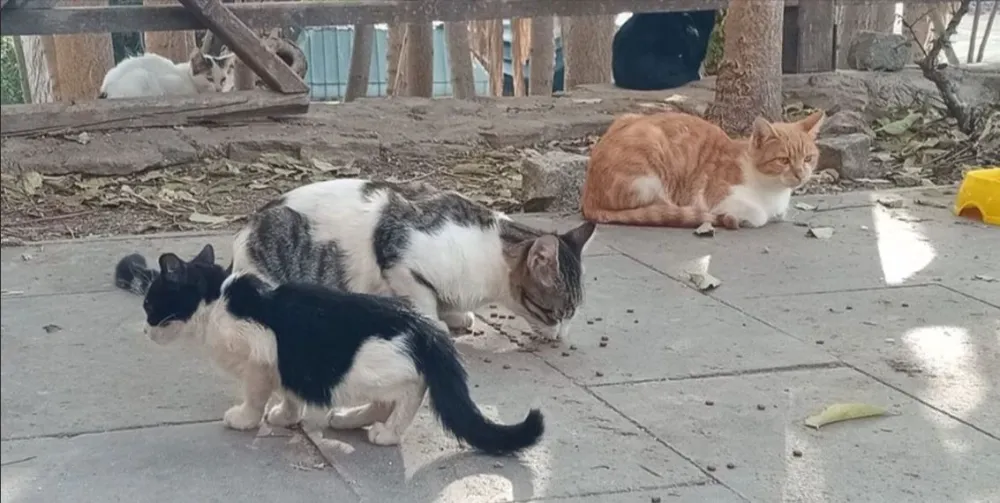 ANTALYA’DA SOKAK HAYVANLARI İÇİN ZOR GÜNLER.. ARACINIZI ÇALIŞTIRIRKEN DİKKAT
