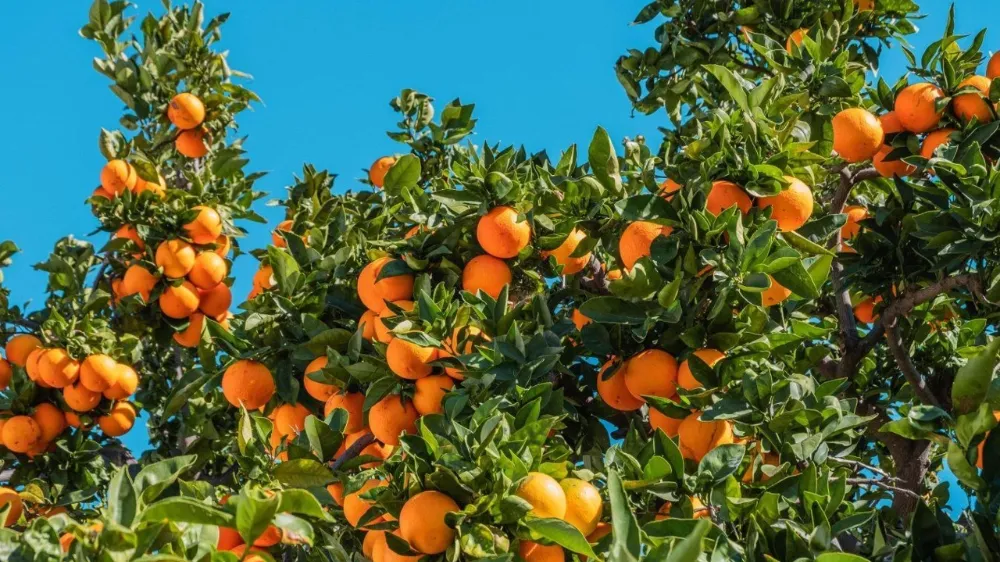 ANTALYA’DA NARENCİYE DALINDA KALDI.. ÜRETİCİ MALINI TOPLAMIYOR