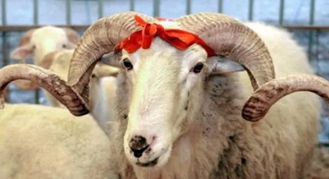 KURBAN BAYRAMI YAKLAŞIYOR.. VATANDAŞ ARAYIŞA BAŞLADI