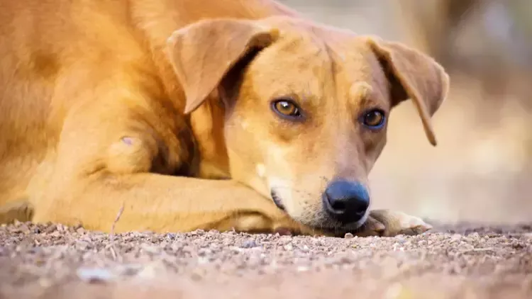 ‘SOKAK KÖPEKLERİNİ UYUTMAYIN, KISIRLAŞSIN YAŞASIN.. SORUNU 5 YIL İÇİNDE ÇÖZERİZ’