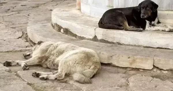 SOKAK HAYVANLARI TARTIŞMASI.. BAKAN YUMAKLI 5 MADDEYE DİKKAT ÇEKTİ
