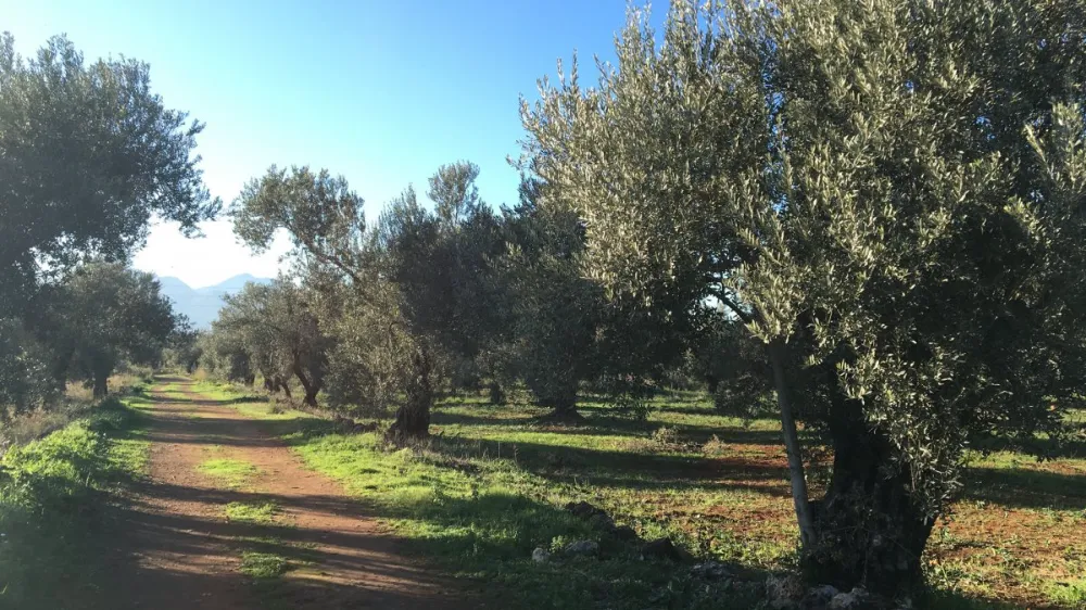 VALİ ŞAHİN.. ‘SON KALE ZEYTİNPARK’I MÜHÜRLEYELİM, BU ŞEHRE KALSIN’