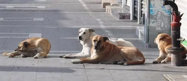 SOKAK KÖPEKLERİNE YÖNELİK ÇALIŞMA TAMAMLANDI.. ‘RAPOR’ KİRİŞÇİ’DE