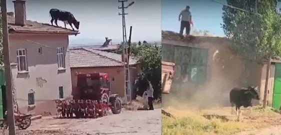 KURBAN ‘DAM’A KAÇTI