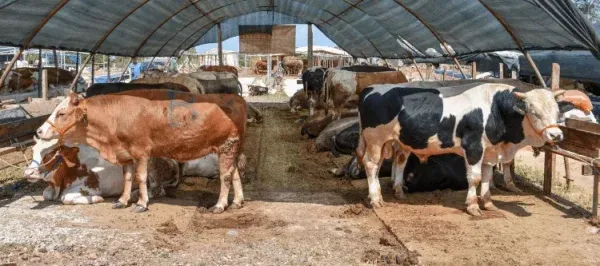 KEPEZ VARSAK BÖLGESİNDEKİ HAYVAN PAZARI ‘KURBAN’A HAZIR