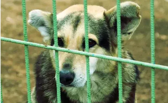 10 SORUDA SOKAK HAYVANLARI SORUNU.. DÜNYADAKİ UYGULAMALAR NEDİR?