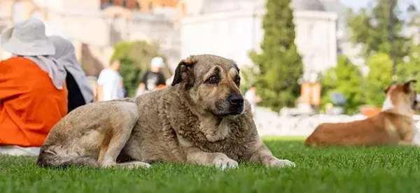 SAHİPSİZ SOKAK KÖPEĞİ DÜZENLEMESİ.. ÖTANAZİ YASADAN ÇIKIYOR