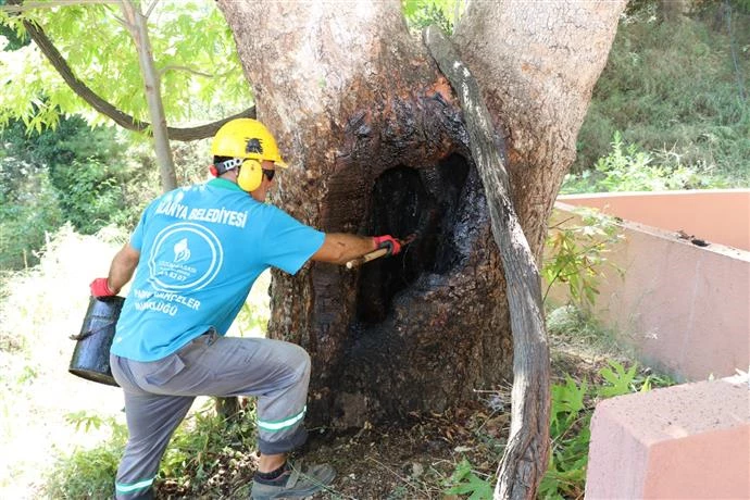 ALANYA BELEDİYESİ’NDEN DOĞA MİRASI AĞAÇLARA BAKIM VE REHABİLİTASYON