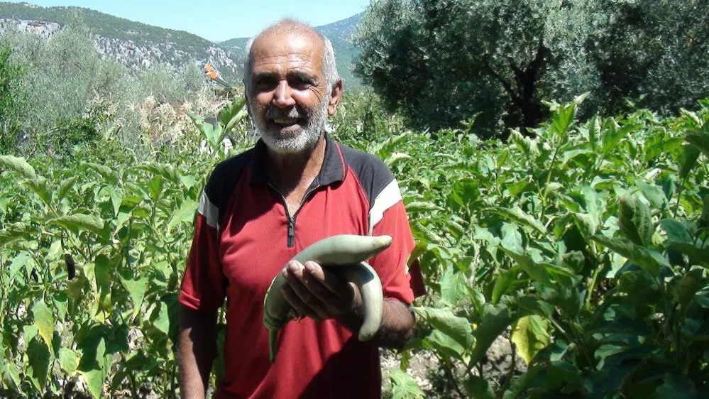 ANTALYALI ÇİFTÇİ ATA TOHUMLARIYLA 52 SANTİMETRE BOYUNDA PATLICAN YETİŞTİRDİ