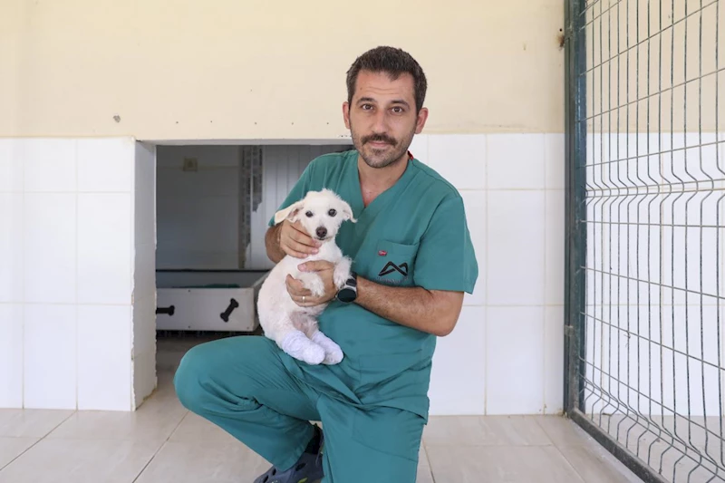 Büyükşehir Kaşlı Bakımevi’nde Bir Can Dost Daha İyileşti