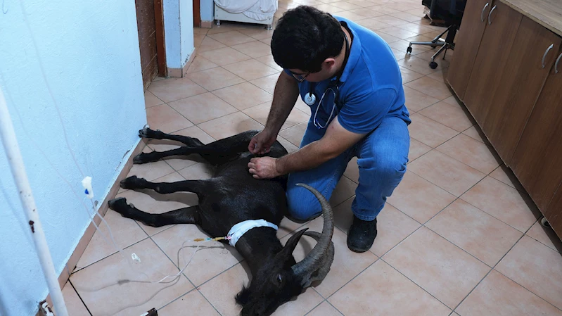 Kemer’de yaralı bulunan dağ keçisi tedaviye alındı