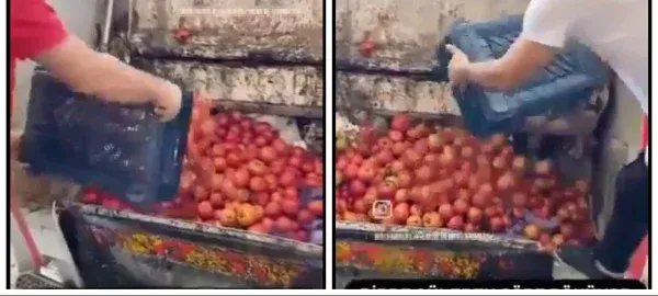 DOMATESLERİ ÇÖPE DÖKEN İŞLETMEYE 123 BİN LİRA CEZA VERİLDİ