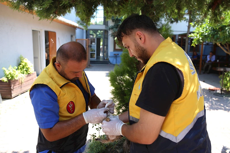 Ağustos ayında 75 sokak hayvanımızı kısırlaştırdık