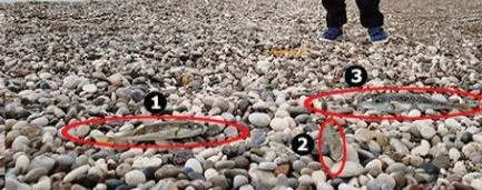 KUMLARDAKİ BALON BALIĞI.. ANTALYA SAHİLLERİNDE SİYANÜRLÜ TEHLİKE