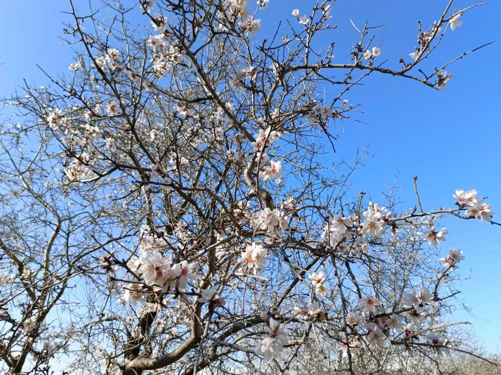 GAZİPAŞA