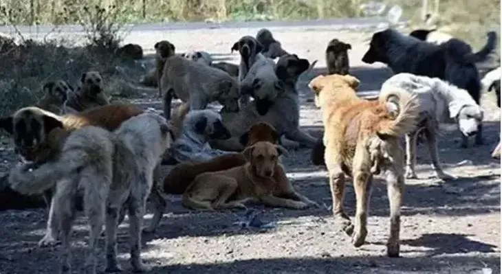 VALİLİKLERE YAZI.. ‘HER BİRİ İÇİN BELEDİYELERE 71 BİN LİRA CEZA KESİLECEK’