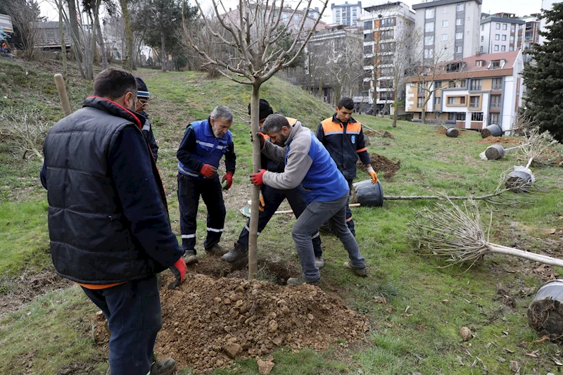 Ağaçlandırma talebi hızlıca çözüme kavuştu