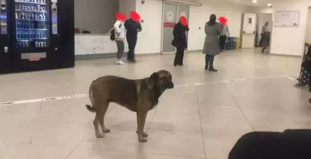 SAĞLIK BAKANLIĞI ‘HASTANELERDEKİ SAHİPSİZ KÖPEKLER’ İÇİN 81 İLE YAZI GÖNDERDİ