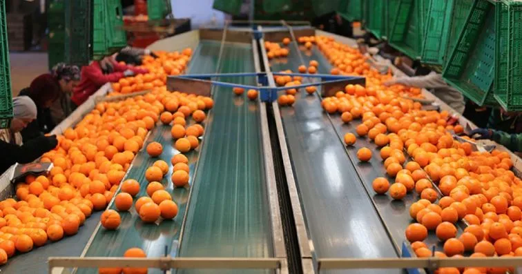 2024 YILI PORTAKAL ÜRETİMİNDE ANTALYA TÜRKİYE’NİN BAŞKENTİ OLDU