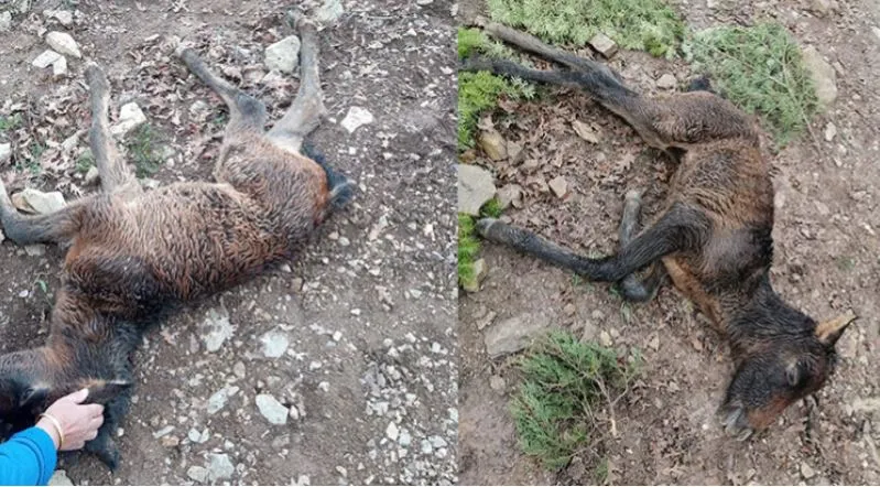 ANTALYA UTANSIN.. BİR YILKI ATINA YÜZLERCE KENE YAPIŞTI ÇARE BULUNAMADI