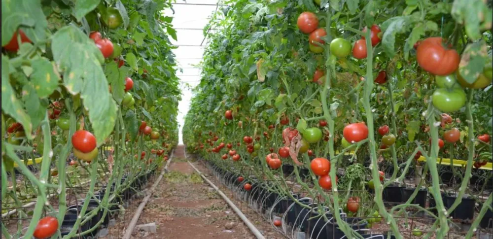 ANTALYA TOPTANCI HALİ’NDE 100 TONDAN FAZLA DOMATES ELDE KALDI