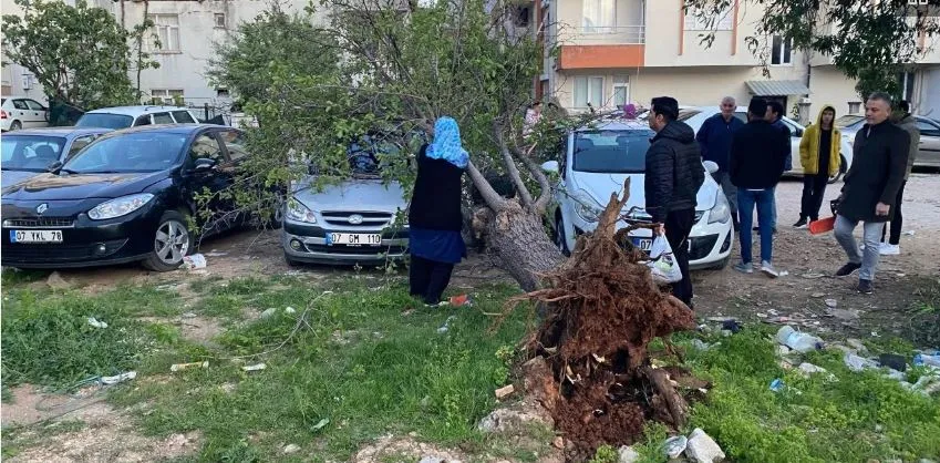 ANTALYA SERİK’TE ŞİDDETLİ RÜZGAR AĞAÇ DEVİRDİ