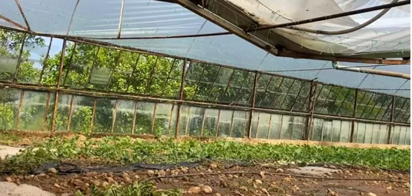 ANTALYA’DA DOLU YAĞIŞI MAHSULLERE ZARAR VERDİ