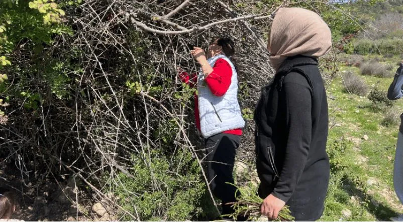 YABANİ KUŞKONMAZ KAŞ’TA GELİR KAYNAĞI OLDU
