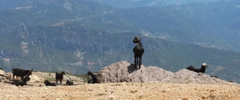 BELGESELLE DİLE GETİRİLDİ.. ANTALYA KIRSALINDA BİR KÜLTÜR SONA ERİYOR