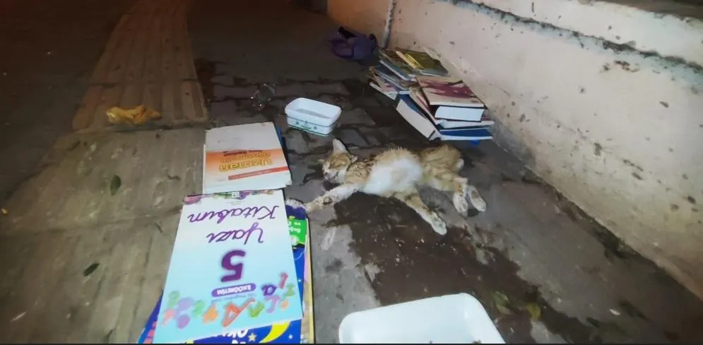 SOKAKTA YARALI GÖRDÜKLERİ YAVRU KEDİ İÇİN SEFERBER OLDULAR