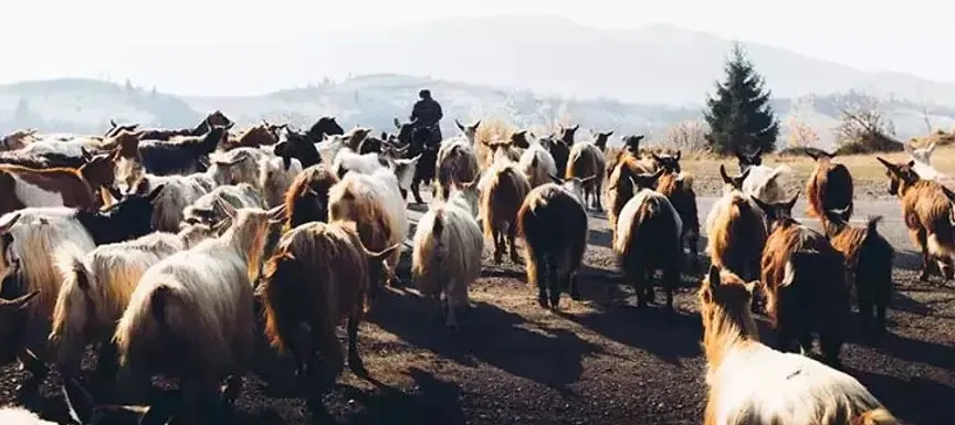 ORMAN YANGINLARINI ENGELLEYEN BİNLERCE YILLIK YÖNTEM.. 