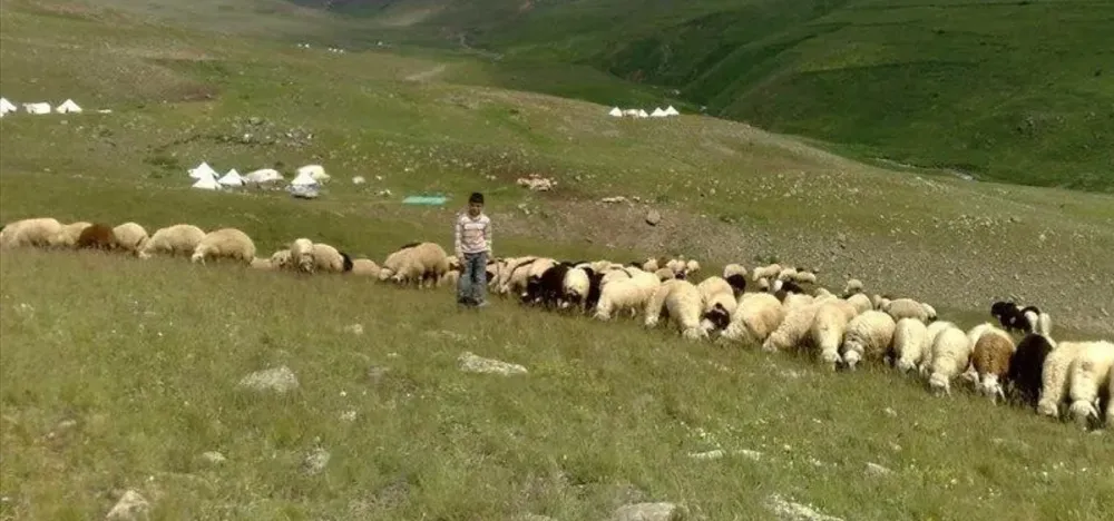 ÇANDIR.. ‘TEKE YÖRESİ KEÇİLERİNİ KAYBETTİ ÇÜNKÜ ÇOBAN OLMADAN KEÇİ OLMAZ’