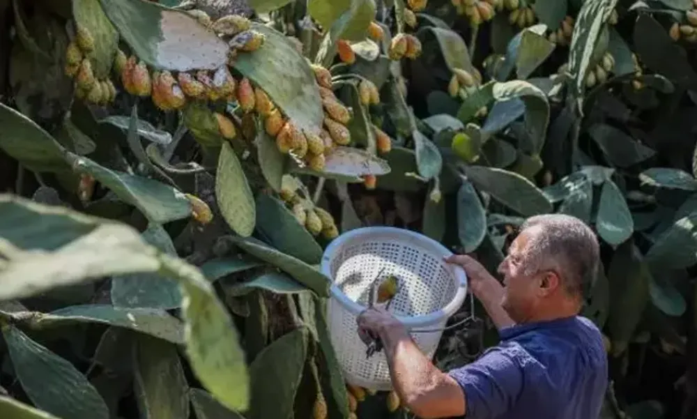 BAŞVURU YAPILDI.. ANTALYA