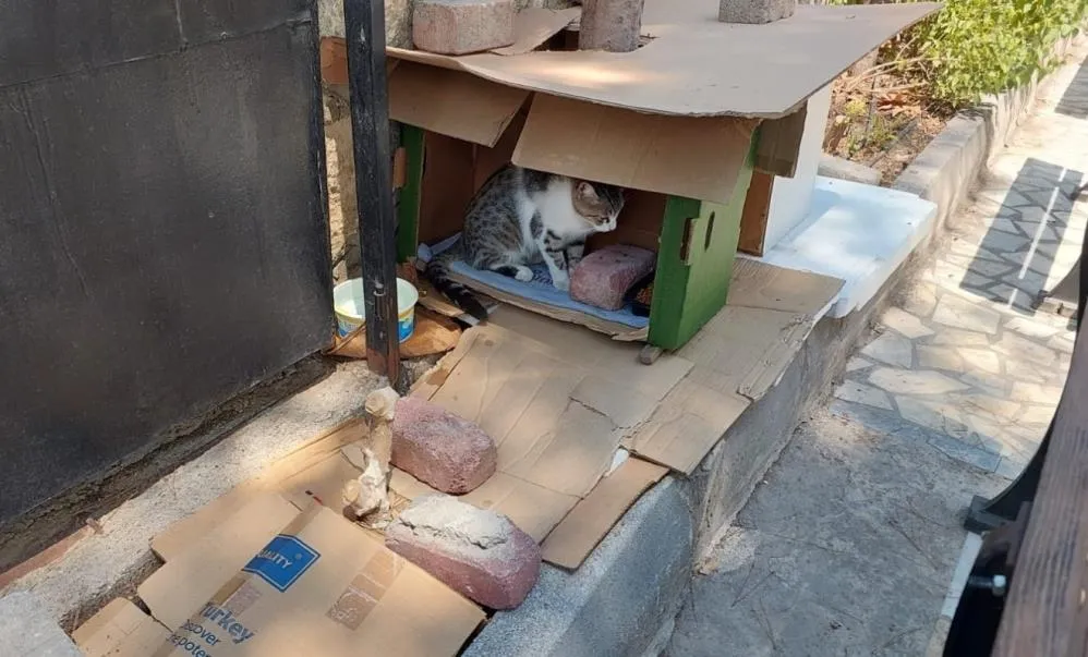 MAHALLELİ VE CAMİ CEMAATİNİN BAKTIĞI KEDİLERİN EVLERİNİ 3 KEZ ÇÖPE ATTILAR
