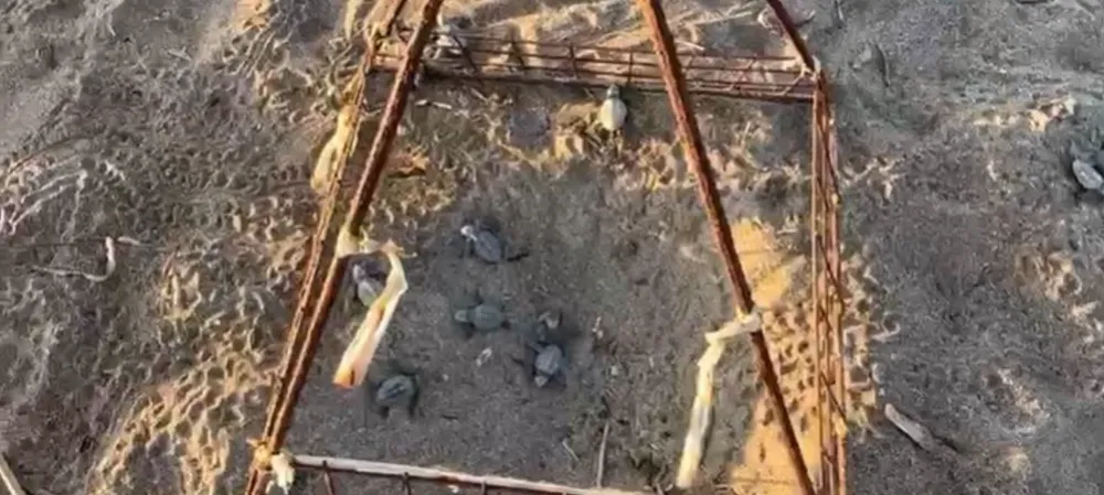 ALANYA’DA YAVRU CARETTALAR YUMURTALARDAN ÇIKIP DENİZLE BULUŞTU